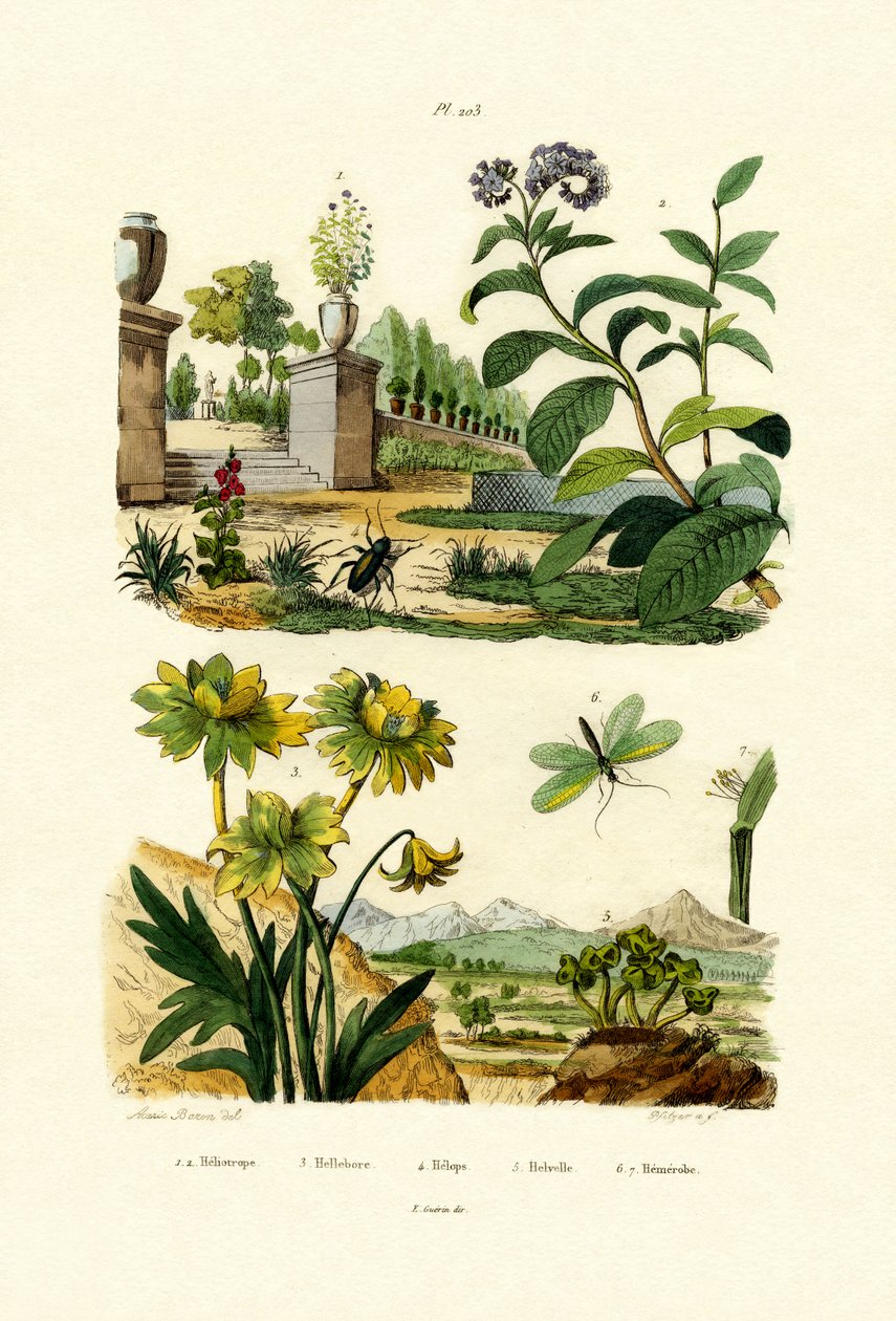 Heliotróp, 1833-39 alkotó: French School