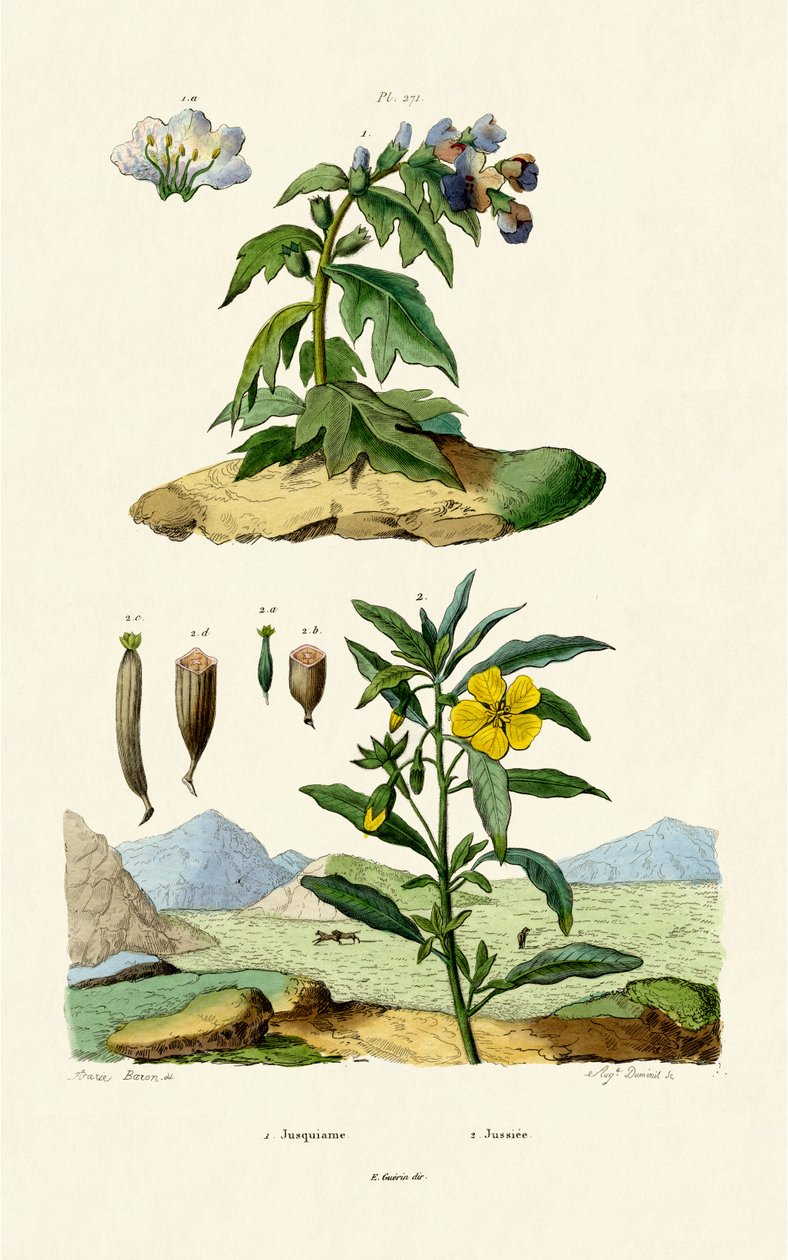 Henbane, 1833-39 alkotó: French School
