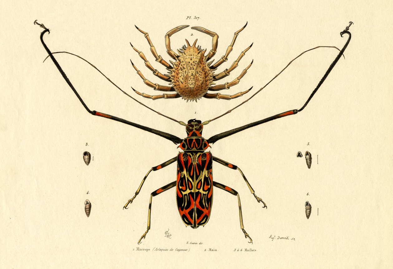 Harlekin Bogár, 1833-39 alkotó: French School
