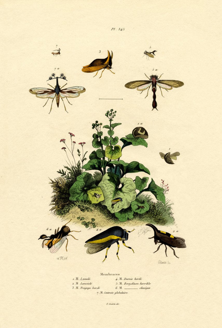 Homoptera, 1833-39 alkotó: French School