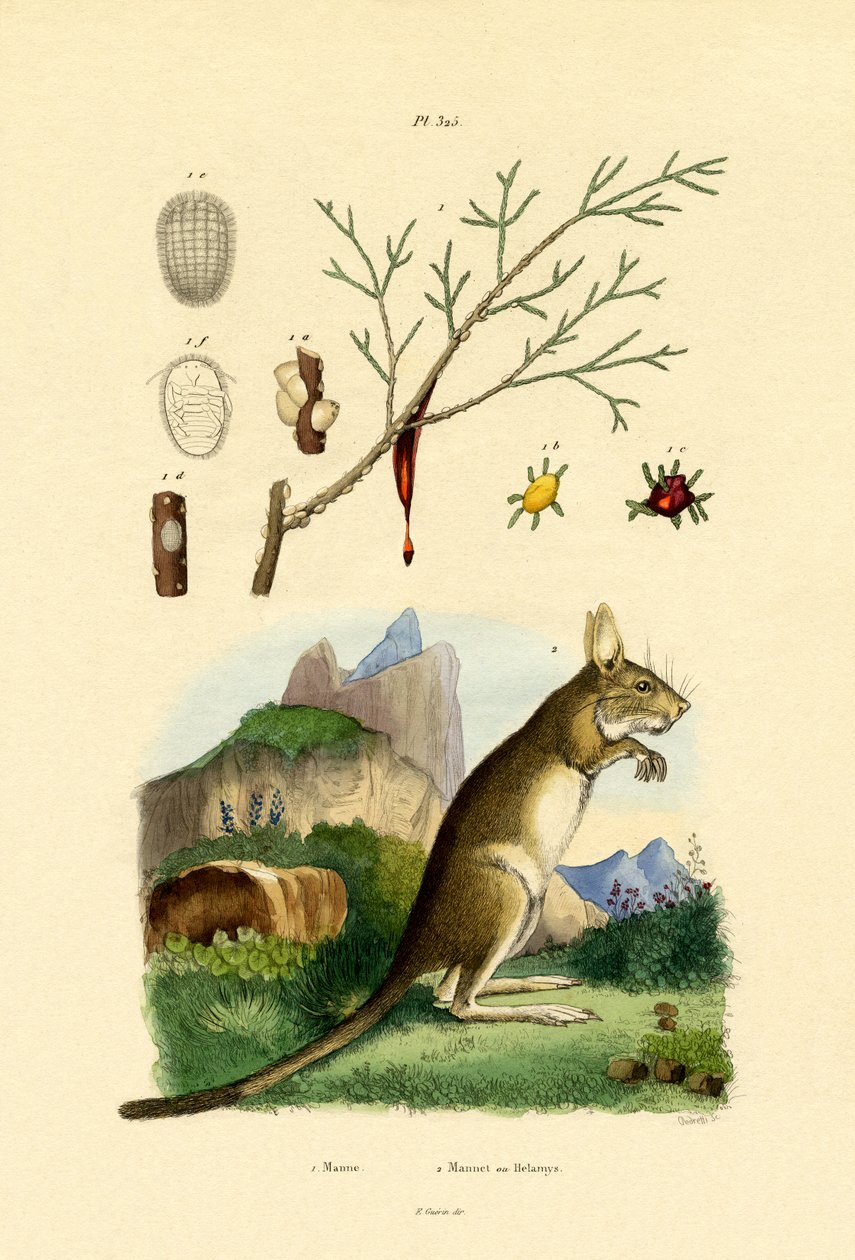 Mézharmat, 1833-39 alkotó: French School