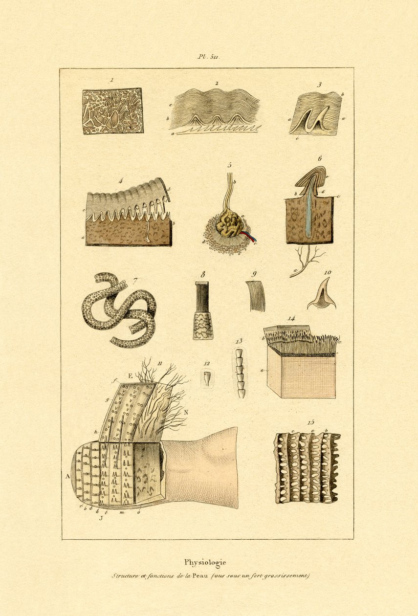 Emberbőr, 1833-39 alkotó: French School