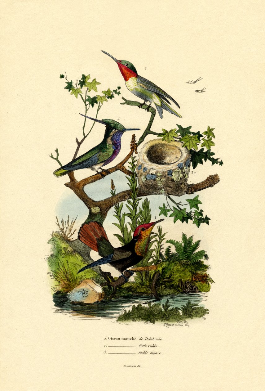 Kolibri, 1833-39 alkotó: French School