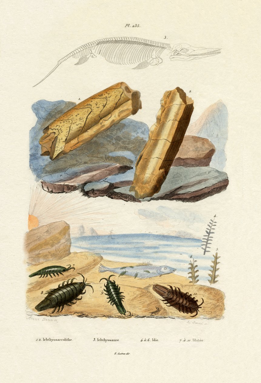 Ichthyosaurus, 1833-39 alkotó: French School