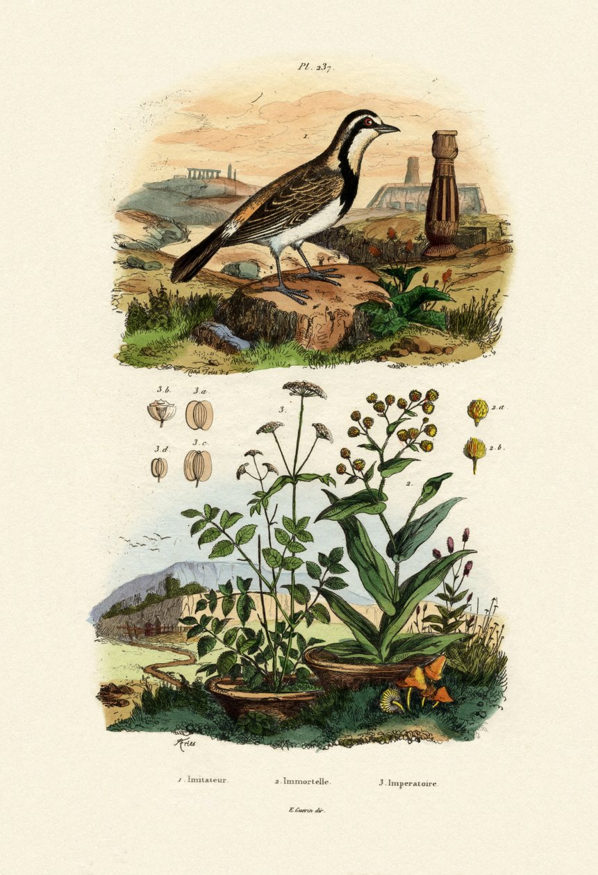 Sparrowhawk imitátor, 1833-39 alkotó: French School
