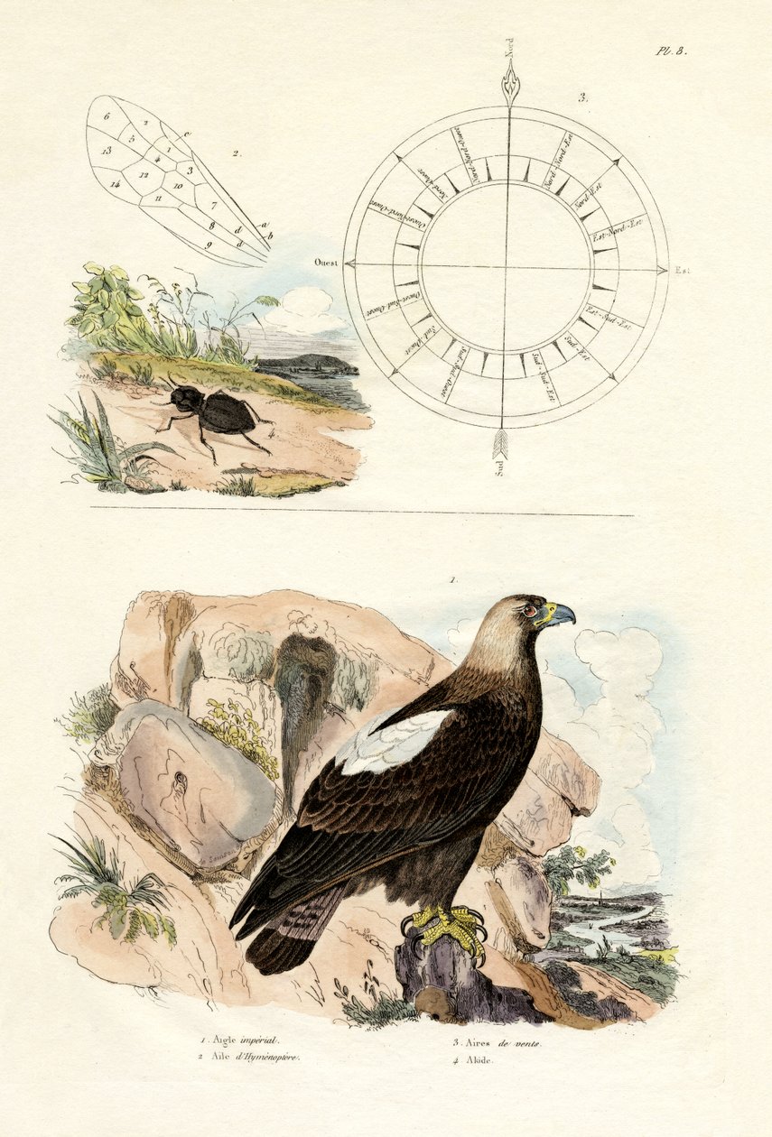 Birodalmi sas, 1833-39 alkotó: French School
