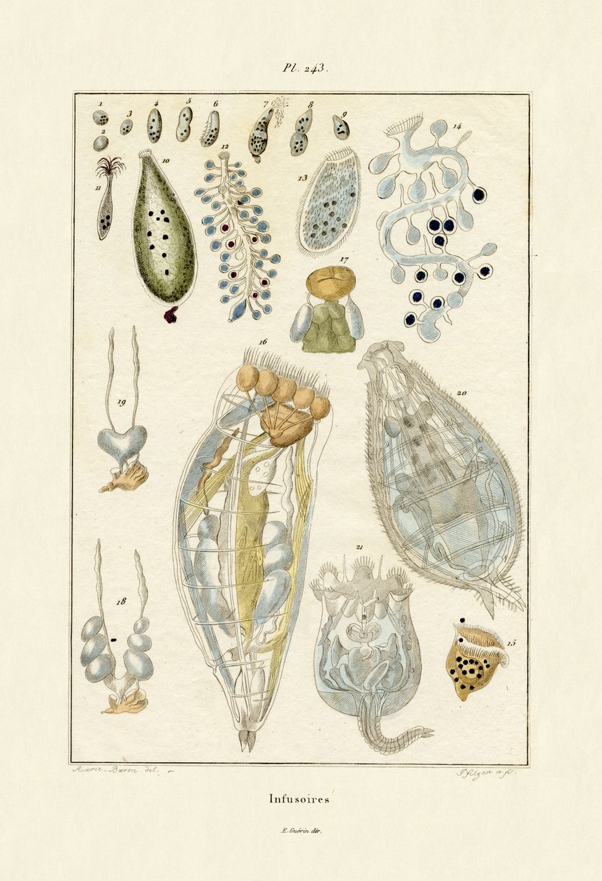 Infusoria, 1833-39 alkotó: French School
