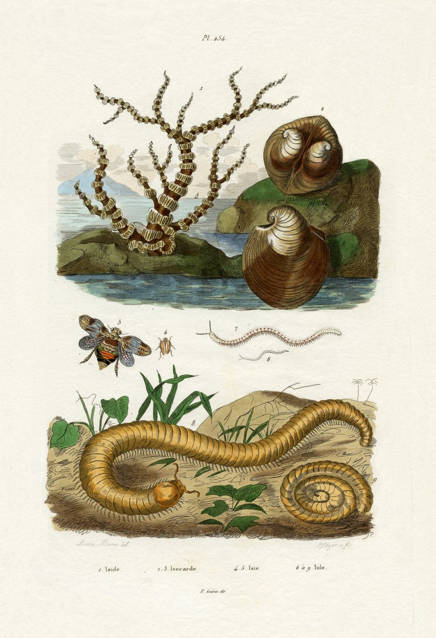 Isis Coral, 1833-39  alkotó: French School