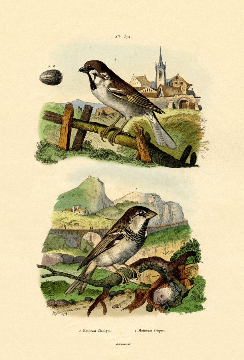 Olasz veréb, 1833-39 alkotó: French School