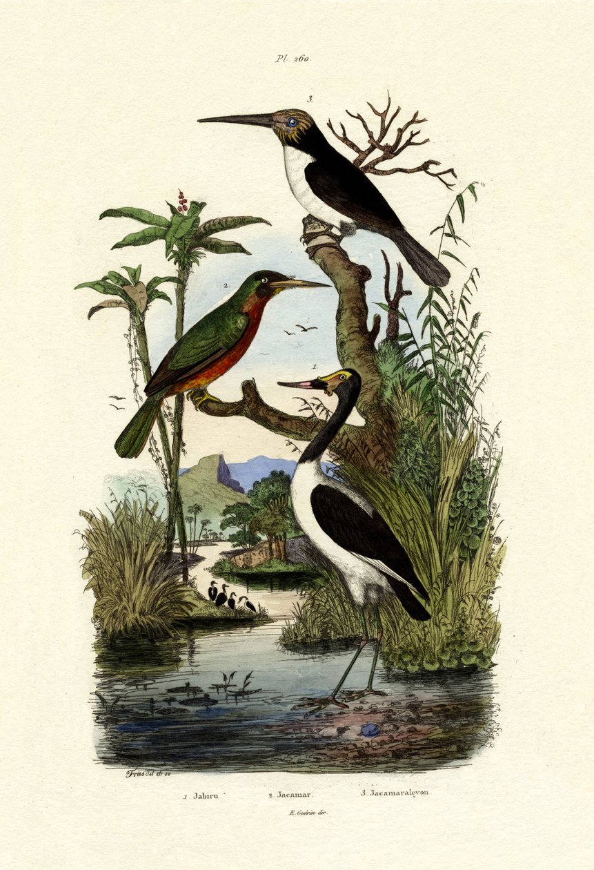 Jabiru, 1833-39 alkotó: French School