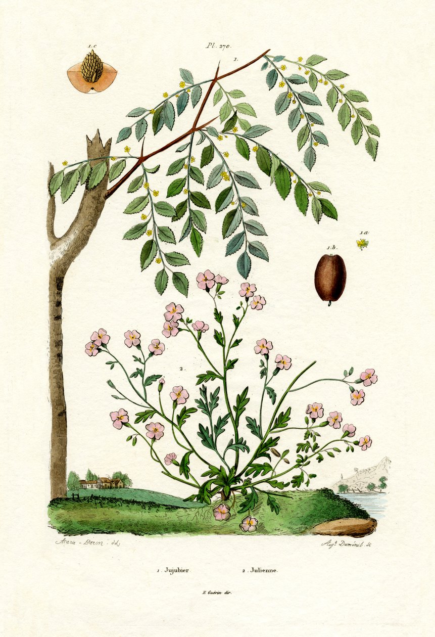 Jujube, 1833-39 alkotó: French School