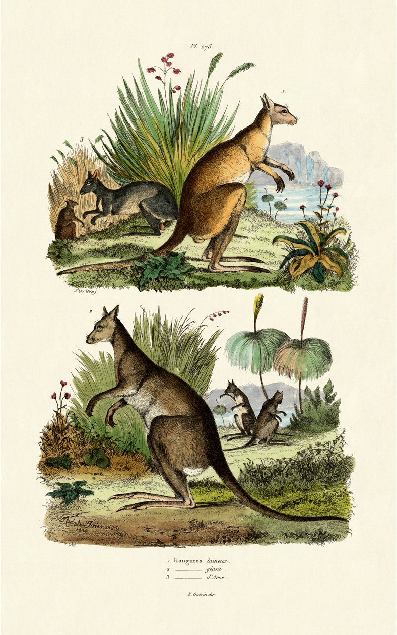Kenguruk, 1833-39 alkotó: French School