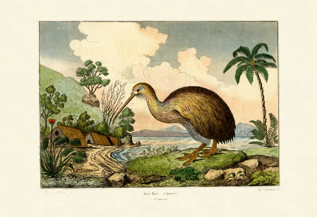 Kiwi, 1833-39 alkotó: French School