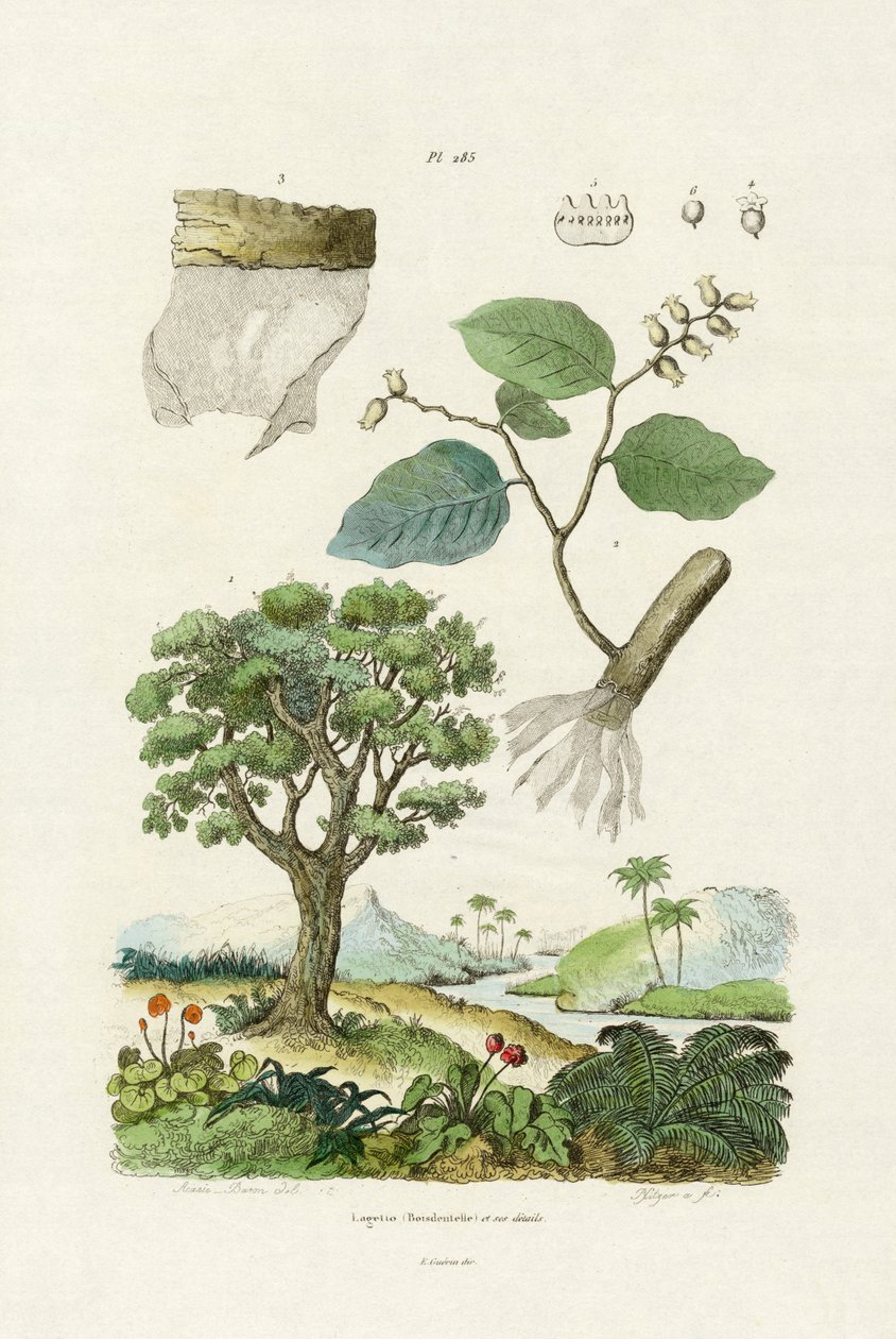 Csipkefa, 1833-39 alkotó: French School