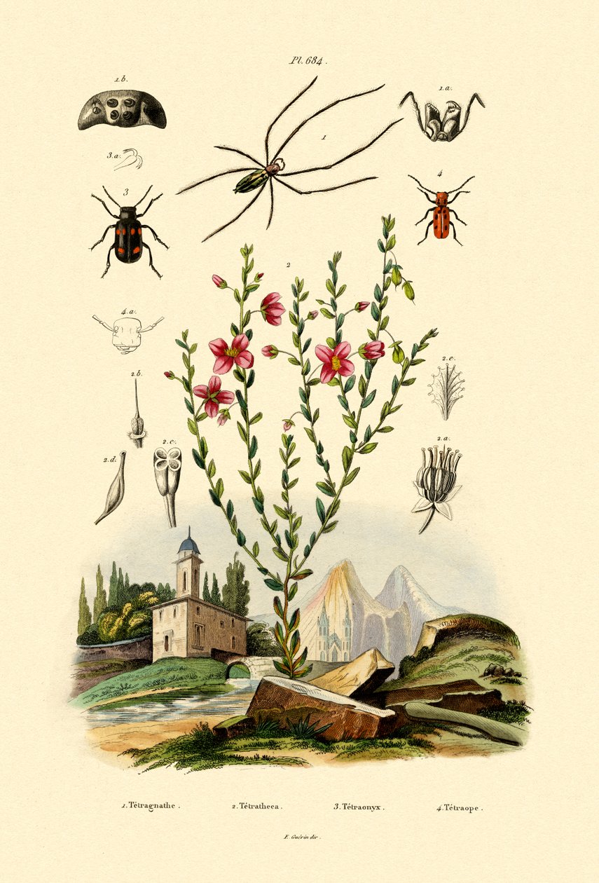 Hosszú állú pók, 1833-39 alkotó: French School