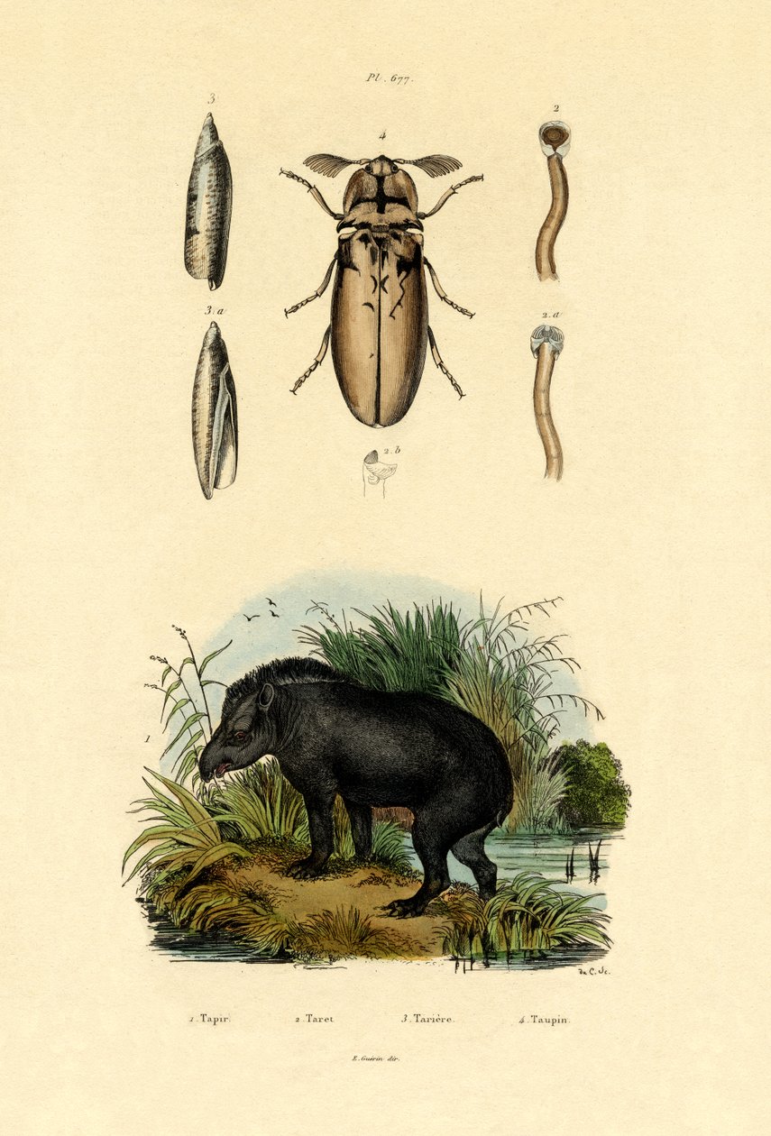 Alföldi Tapir, 1833-39 alkotó: French School