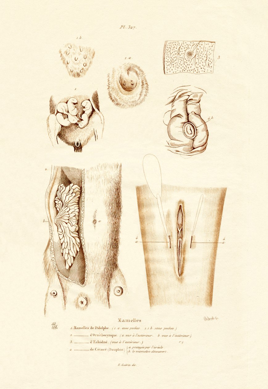 Tejmirigyek, 1833-39 alkotó: French School