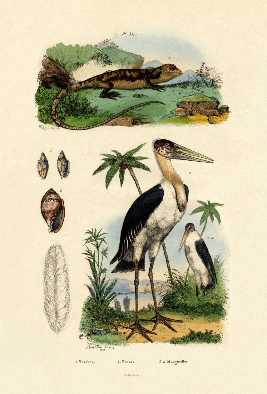Marabou Stork, 1833-39 alkotó: French School