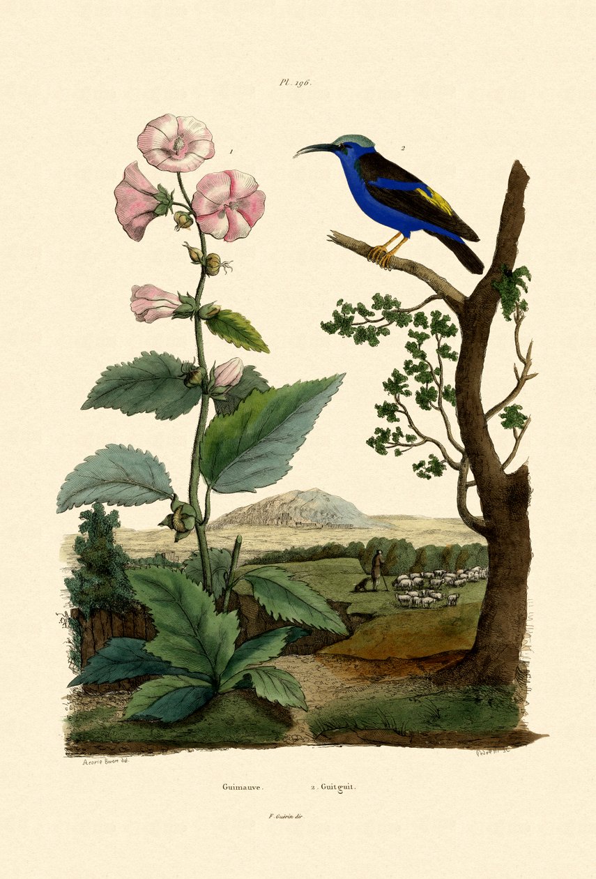 Marsh Mallow, 1833-39 alkotó: French School