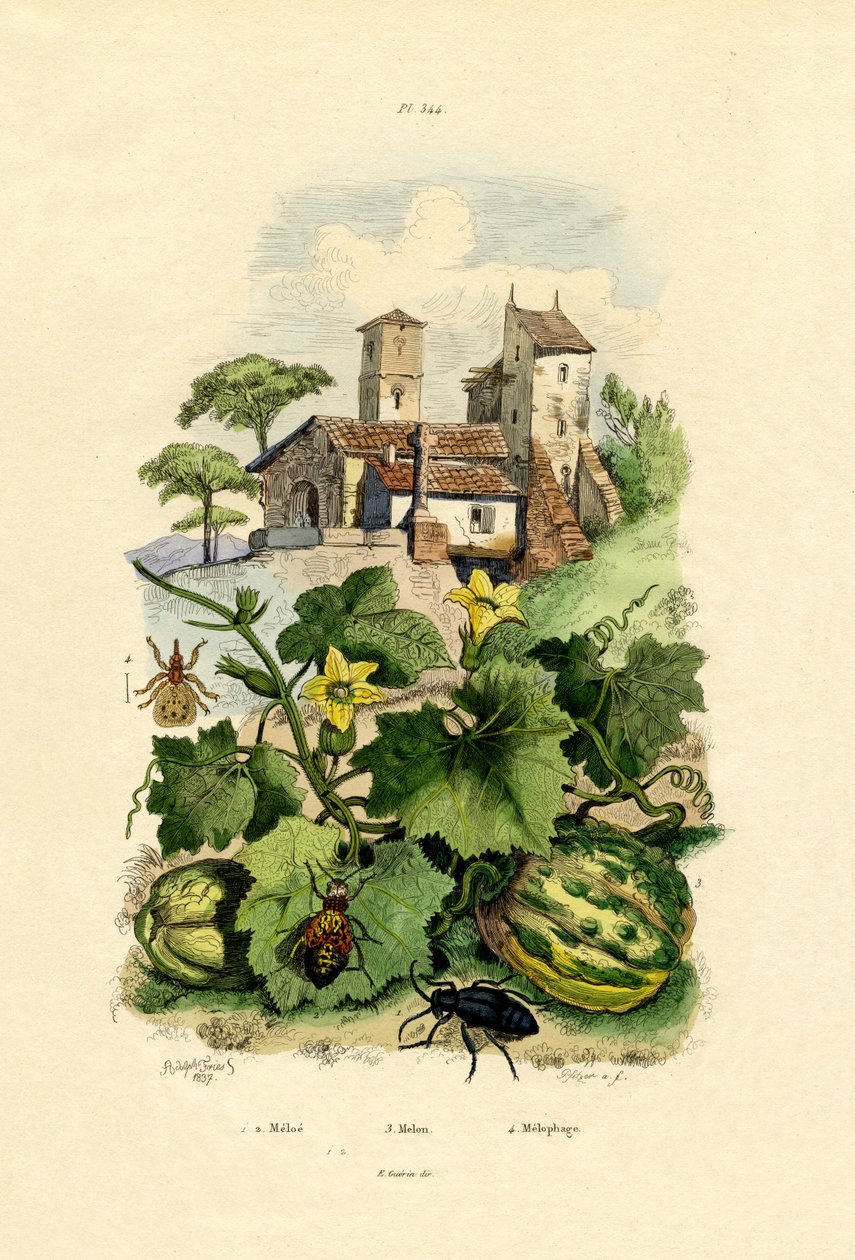 Dinnye, 1833-39 alkotó: French School