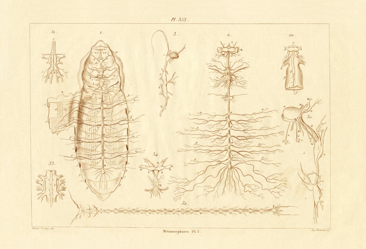 Metamorfózis, 1833-39 alkotó: French School