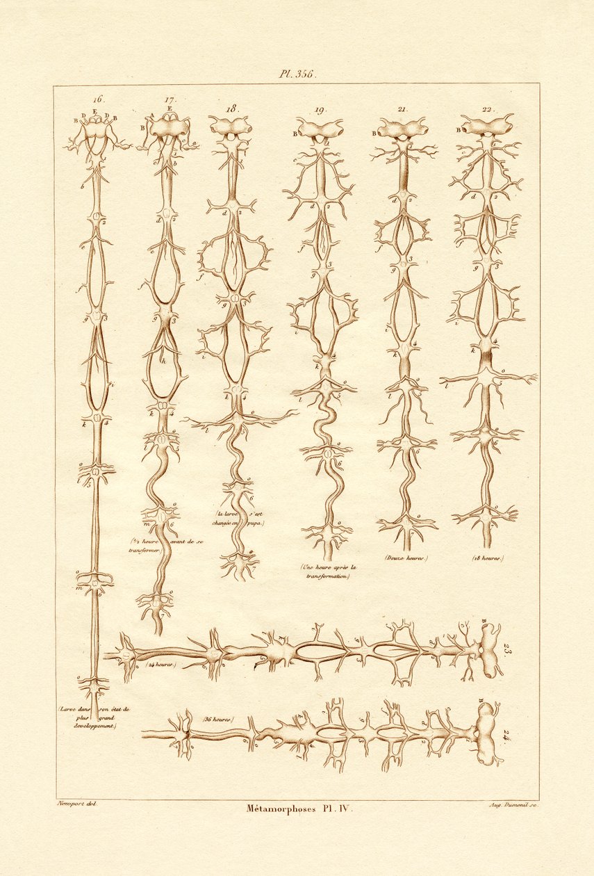 Metamorfózis, 1833-39 alkotó: French School