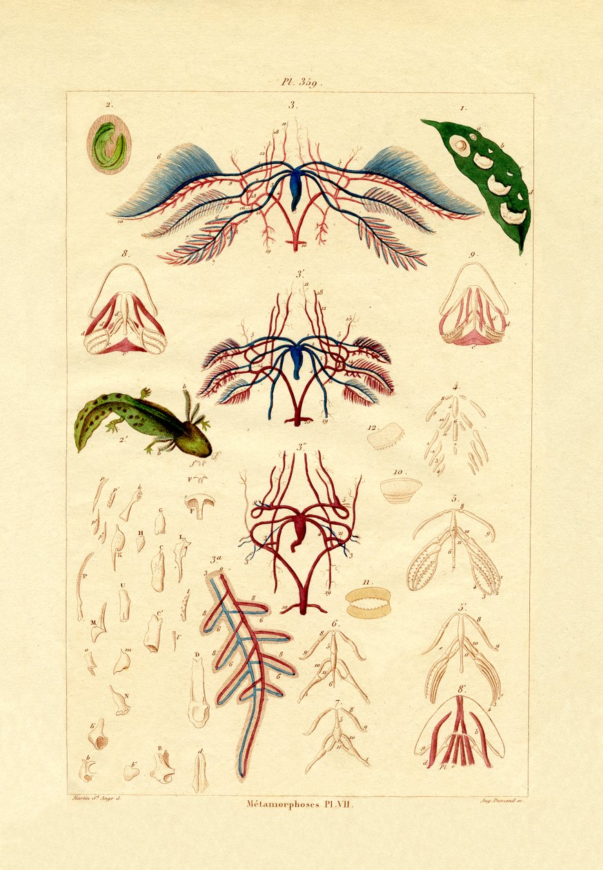 Metamorfózis, 1833-39 alkotó: French School