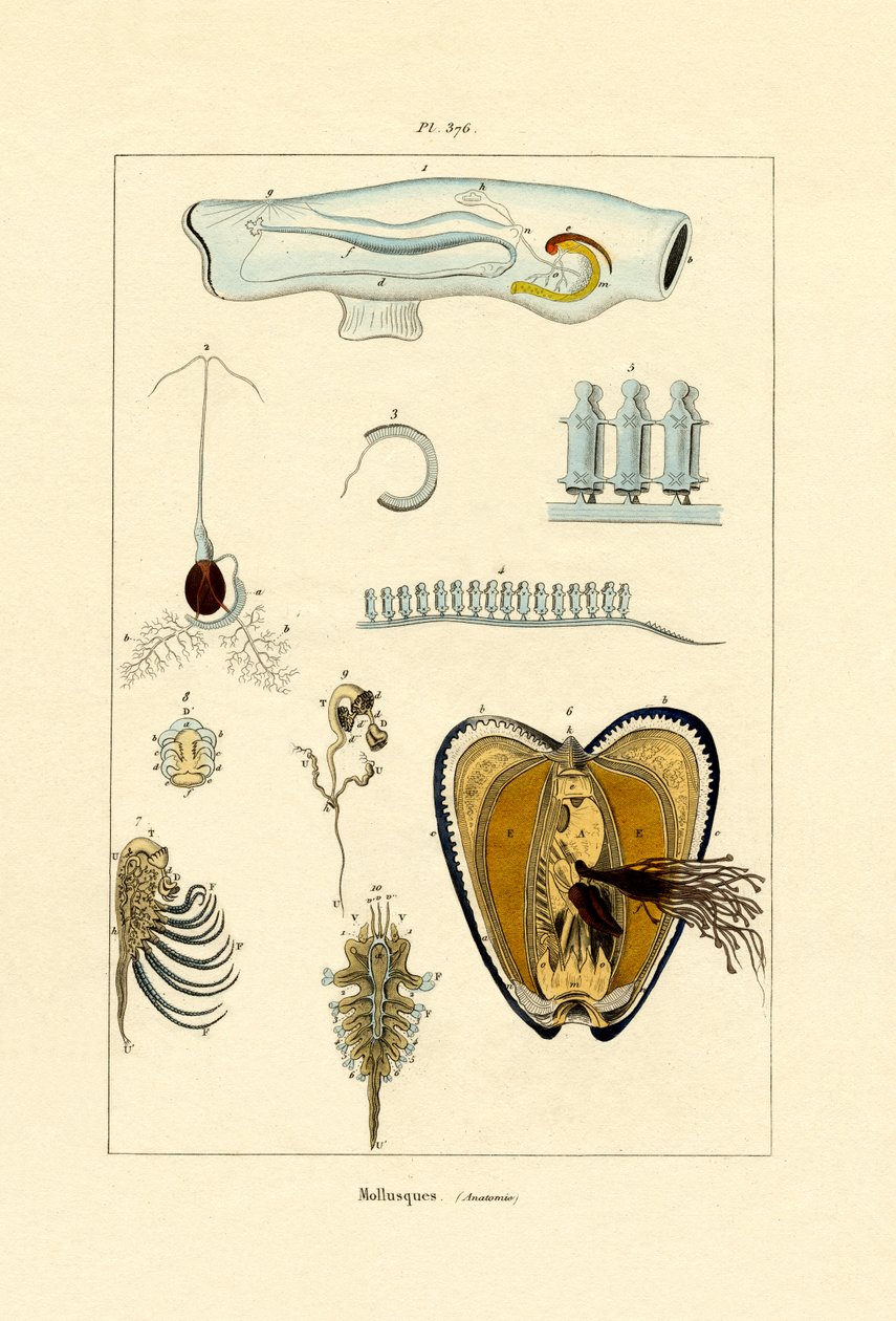 Puhatestűek, 1833-39 alkotó: French School