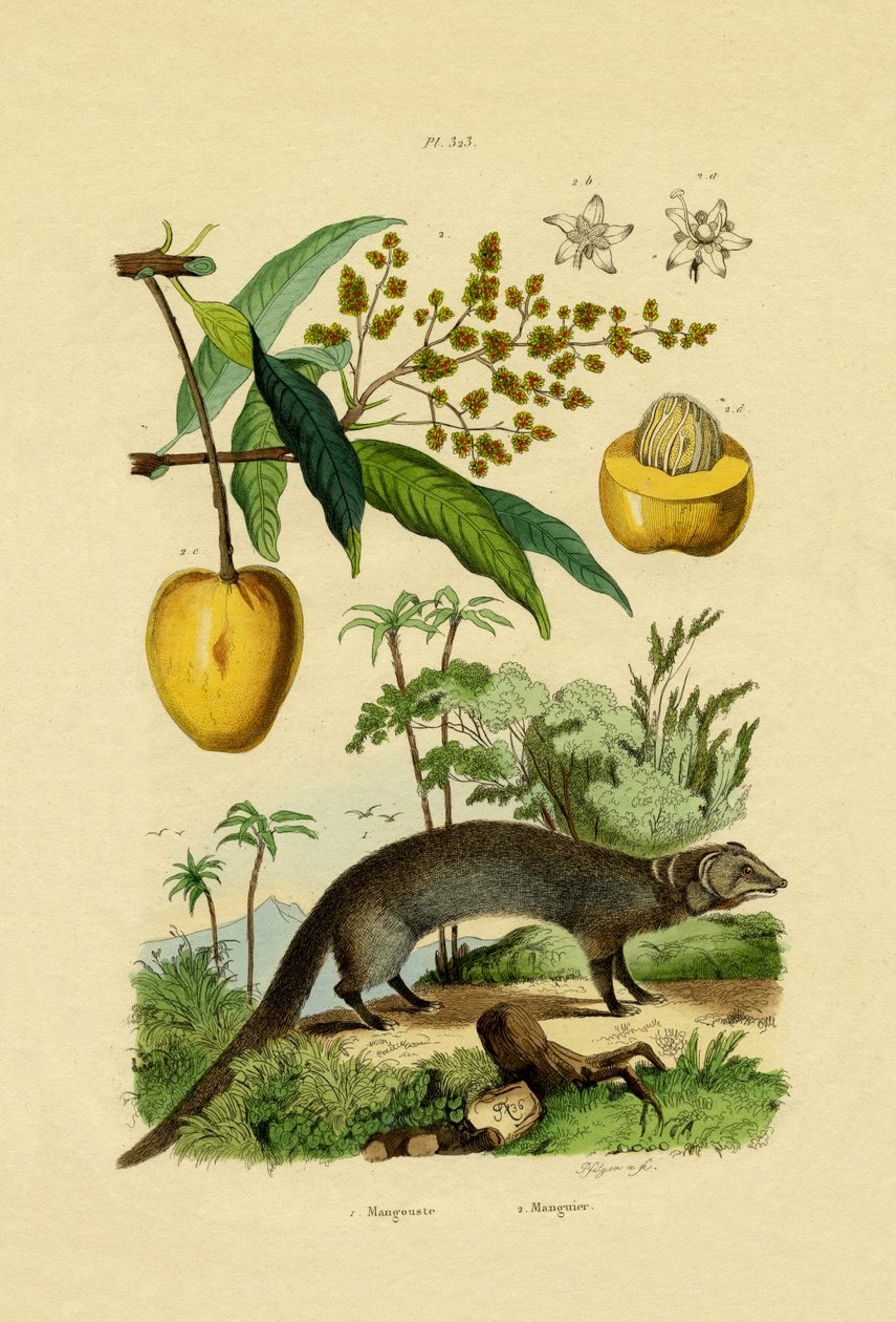 Mongoose, 1833-39 alkotó: French School