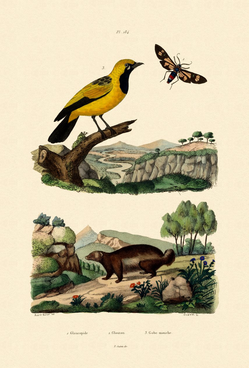 Moth, 1833-39 alkotó: French School