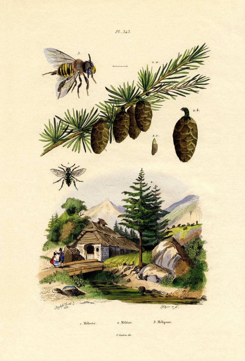 Gyászméh, 1833-39 alkotó: French School