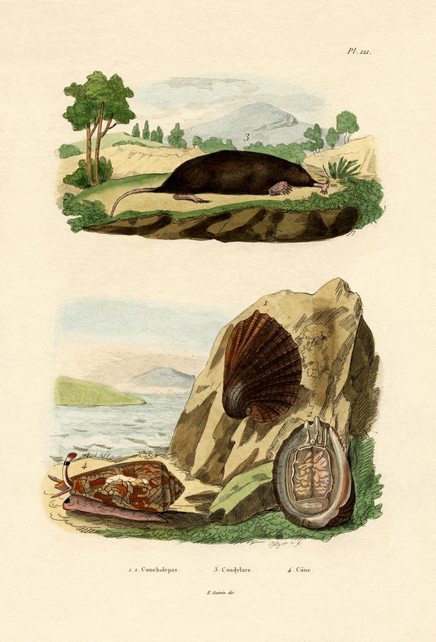 Natív puhatestű, 1833-39 alkotó: French School