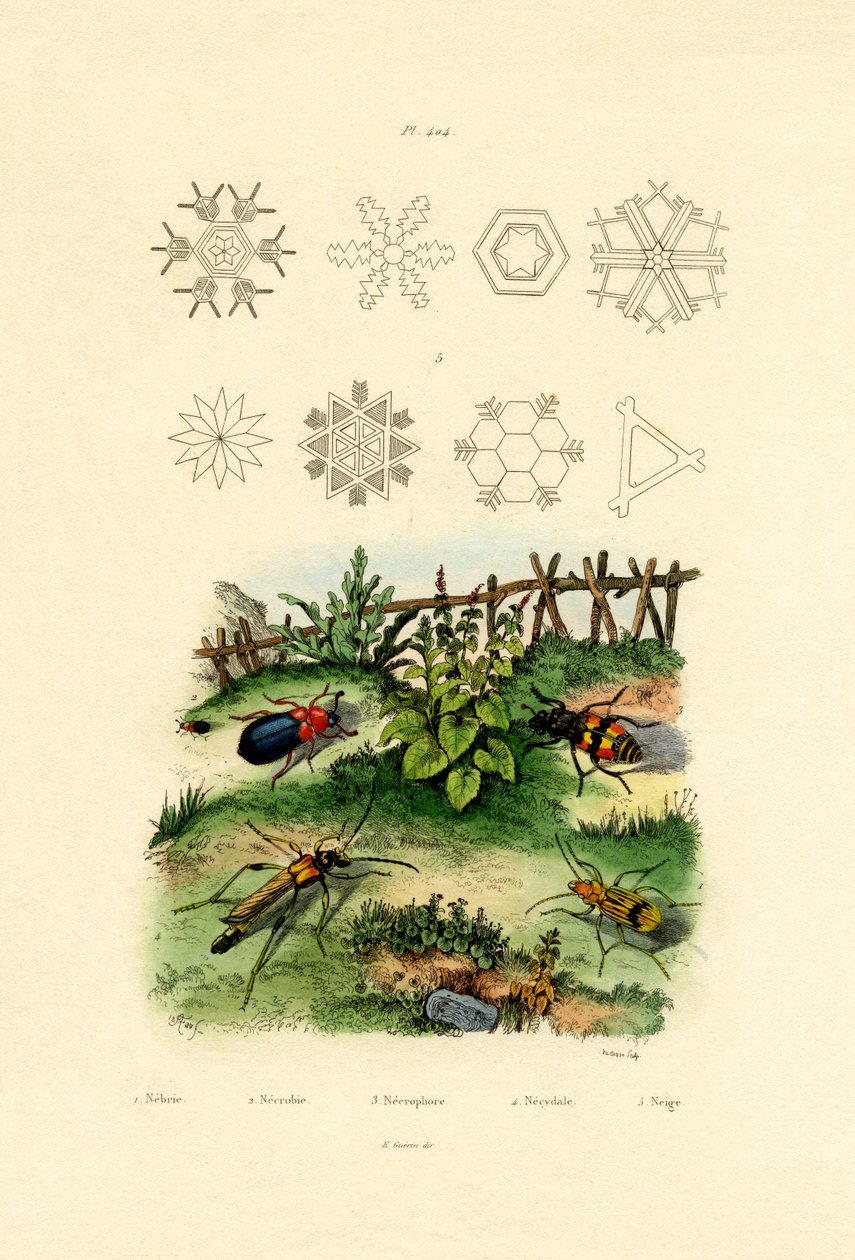 Nebria Bogár, 1833-39 alkotó: French School