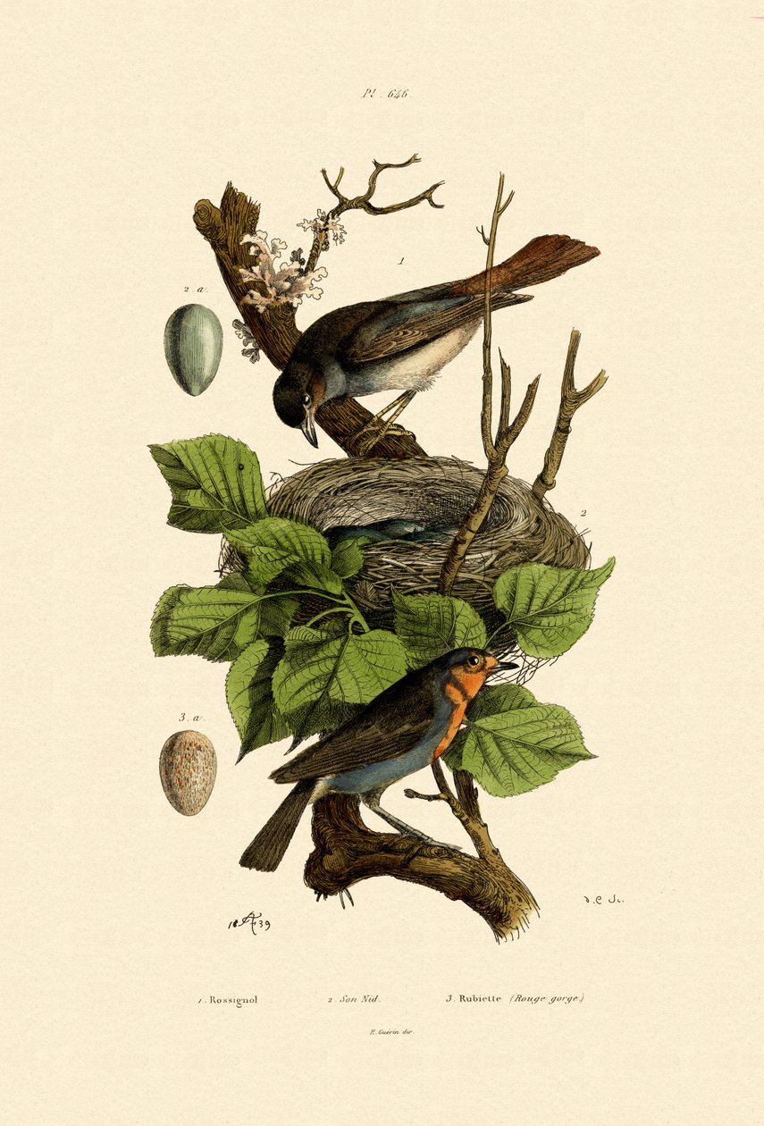 Nightingale, 1833-39 alkotó: French School