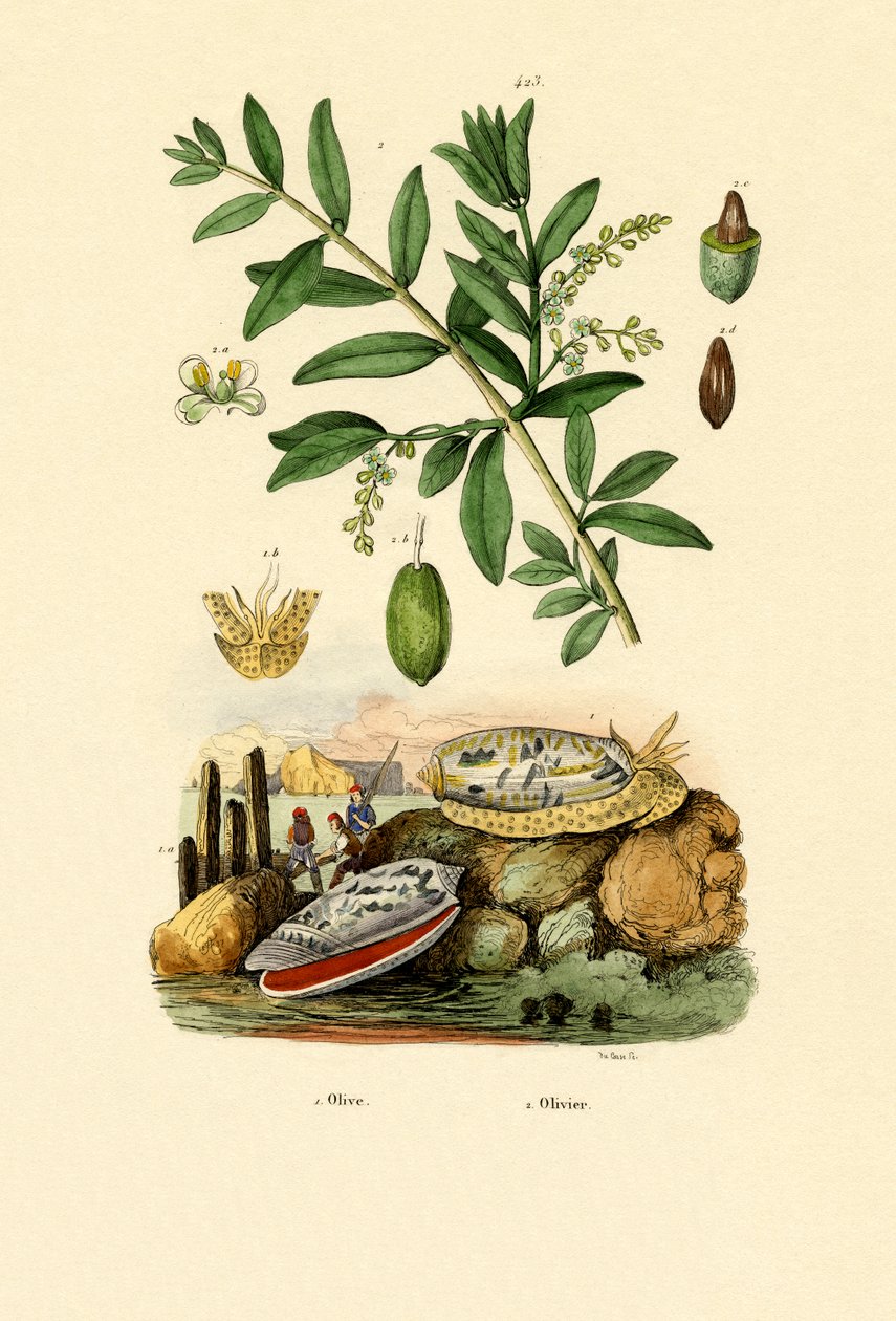 Olive Shell, 1833-39 alkotó: French School