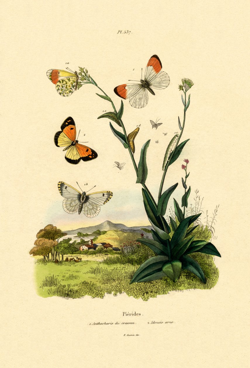 Narancshegy, 1833-39 alkotó: French School