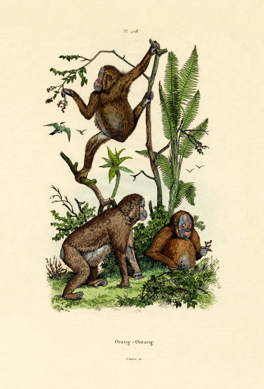 Orangután, 1833-39 alkotó: French School