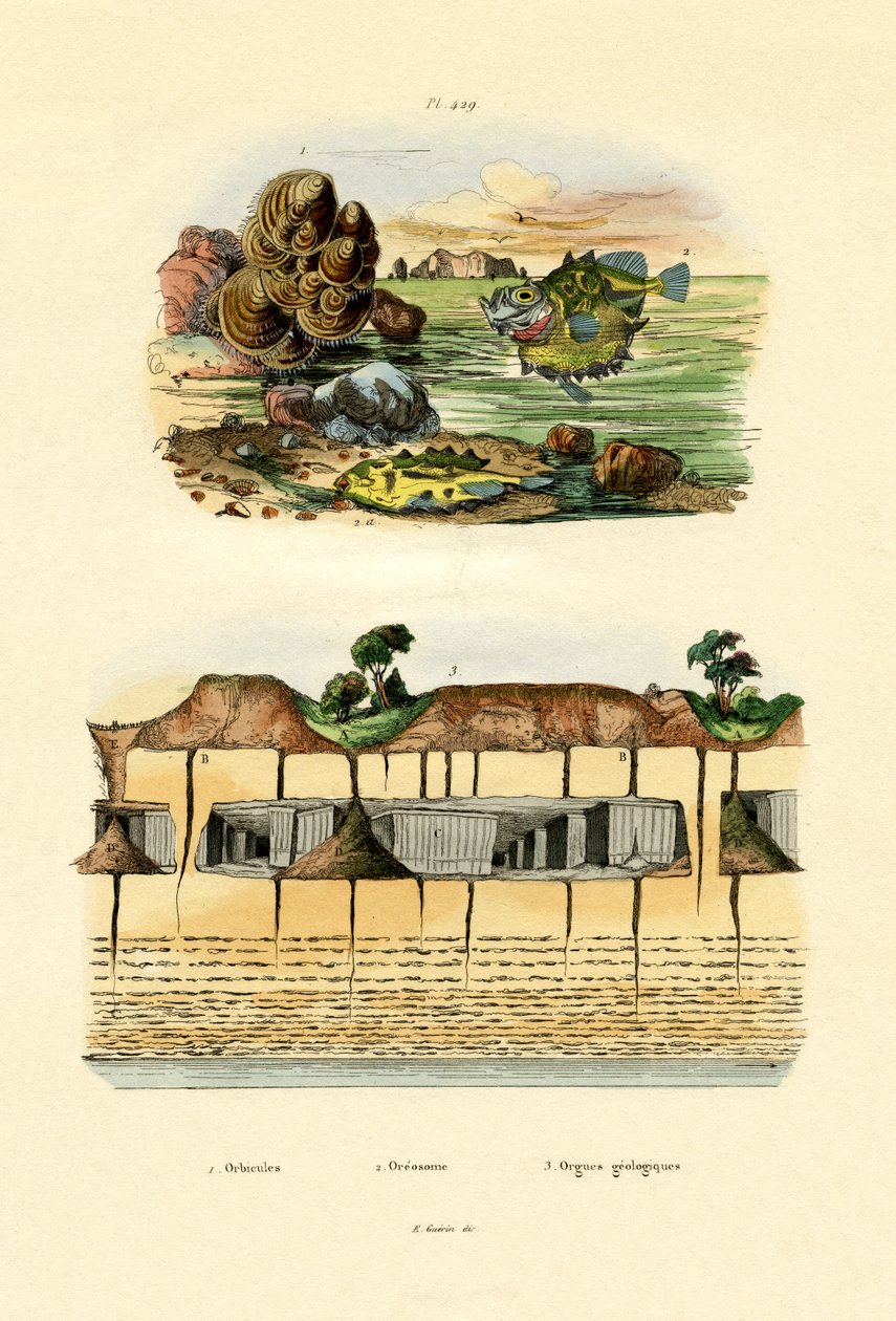 Orbicula Shell, 1833-39 alkotó: French School