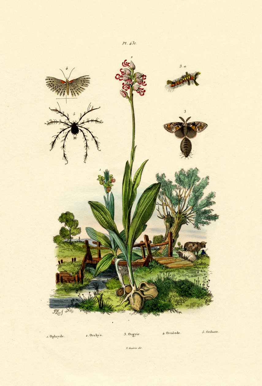 Orchidea, 1833-39 alkotó: French School