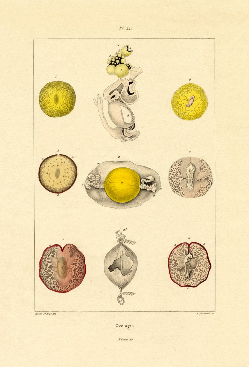 Ovológia, 1833-39 alkotó: French School