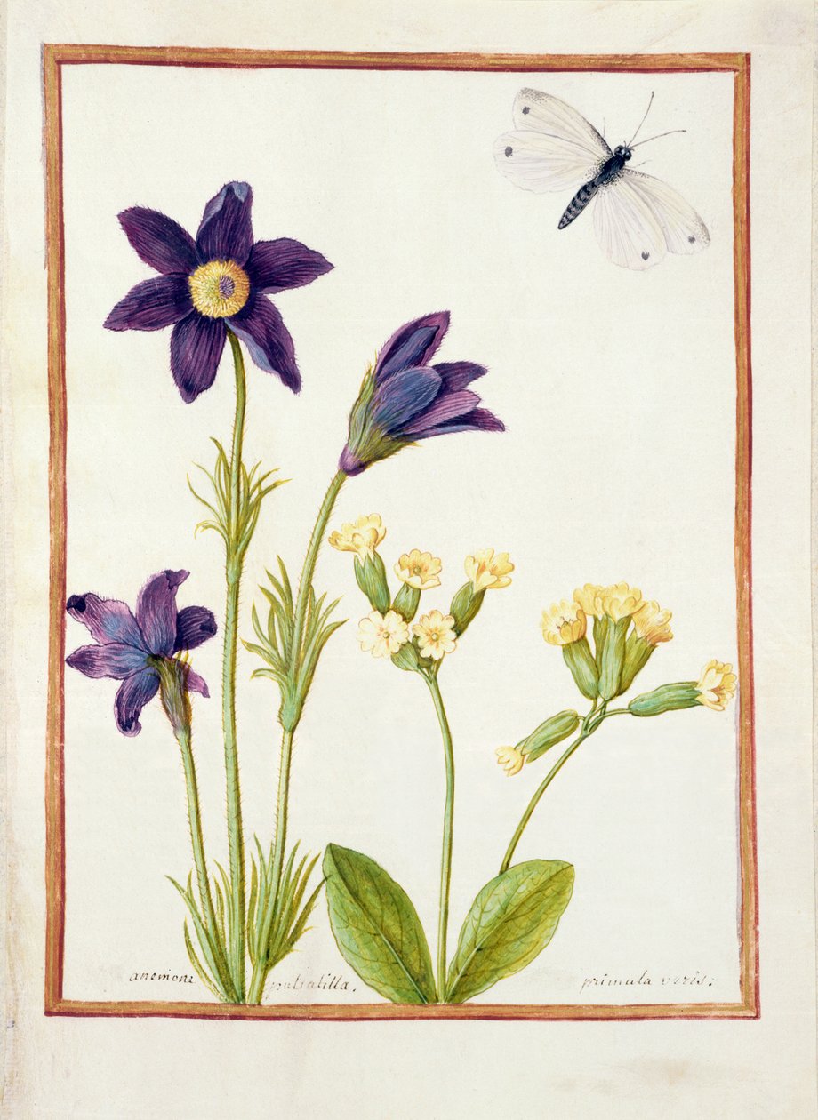 PD.126-1973f.23 Anemone pulsatilla, Primula veris és egy káposztafehér pillangó, 1750 körül (wc és gouache pergamen) alkotó: French School