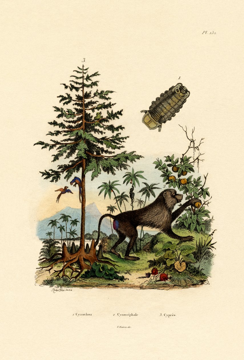 Parazita rákfélék, 1833-39 alkotó: French School