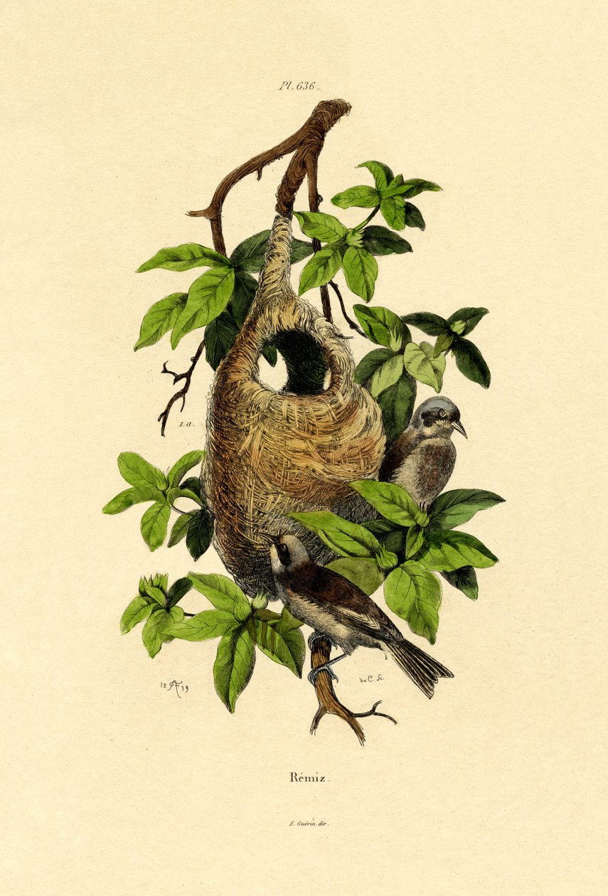 Penduline Cinege, 1833-39 alkotó: French School