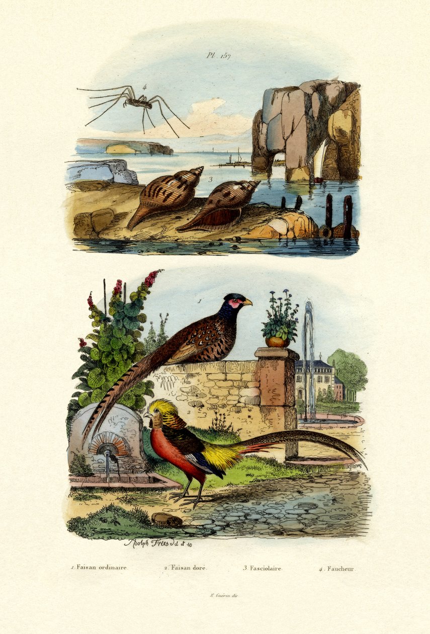 Fácán, 1833-39 alkotó: French School