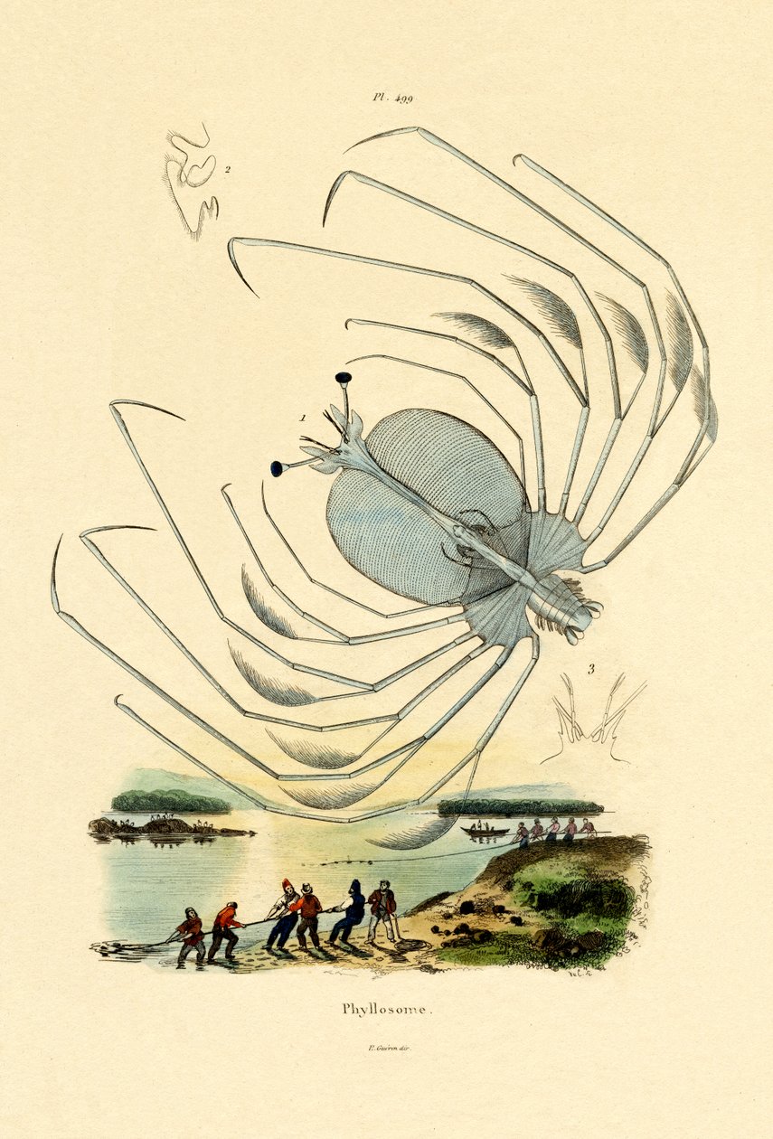 Phyllosome, 1833-39 alkotó: French School