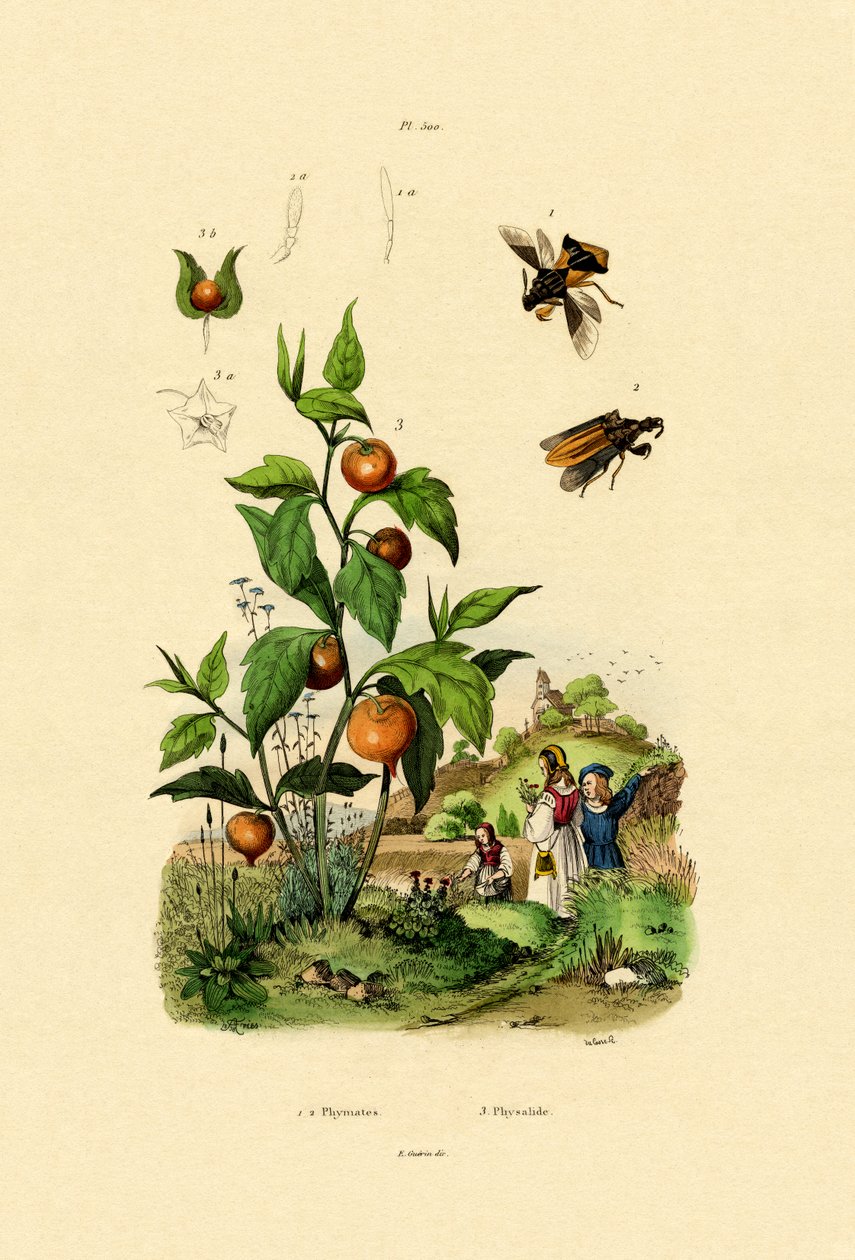 Physalis, 1833-39 alkotó: French School