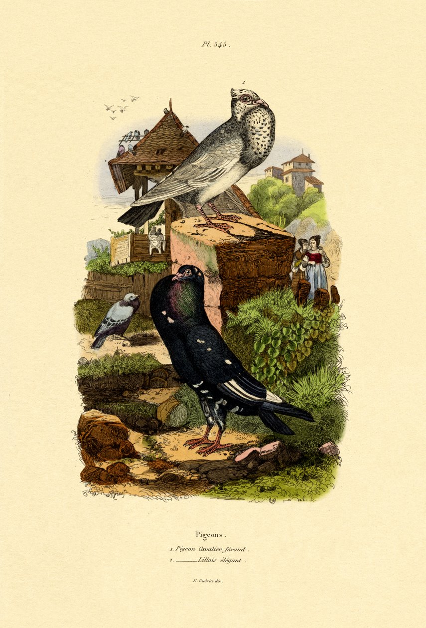 Galambok, 1833-39 alkotó: French School