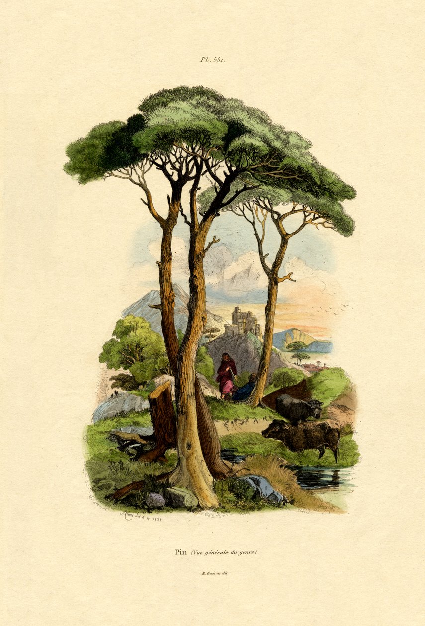 Fenyőfa, 1833-39 alkotó: French School