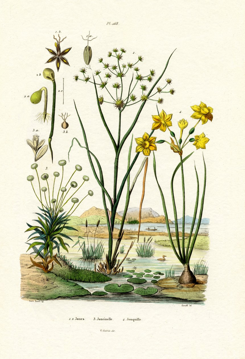 Pipewort, 1833-39 alkotó: French School