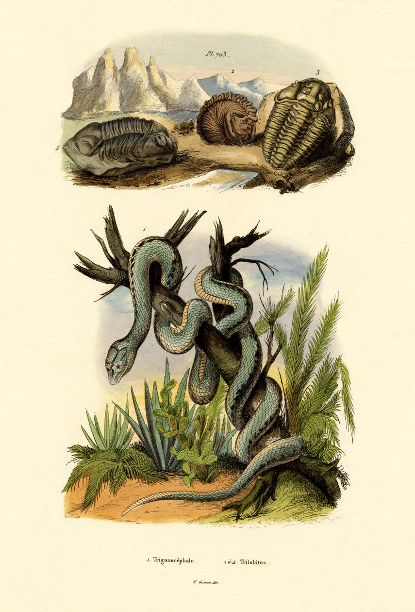 Gödörvipera, 1833-39 alkotó: French School